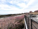 スイートヴィラのルーフトップテラスから見える河津桜撮影時期:23年2月下旬