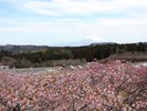 スイートヴィラのルーフトップテラスから見える河津桜撮影時期:23年2月下旬