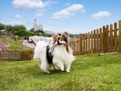 天然芝のドッグランとワンちゃん
