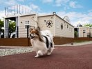 ワンちゃんとの滞在一例
