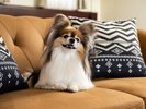 ワンちゃんとの滞在一例