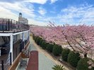 春:スイートヴィラルーフトップからの景色
