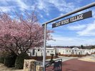 春:河津桜が皆様をお出迎え。見頃は2月下旬〜3月上旬頃