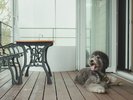 愛犬との滞在一例