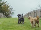 愛犬との滞在一例
