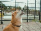 愛犬との滞在一例