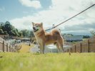 愛犬との滞在一例