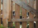 愛犬との滞在一例