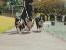 愛犬との滞在一例