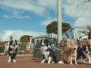 愛犬との滞在一例