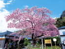 河津桜まつり