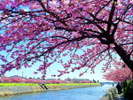 河津桜まつり