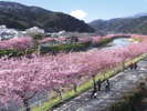 河津桜まつり