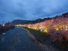 河津桜ライトアップ