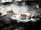 【周辺観光】伊豆シャボテン公園 カピバラの露天風呂