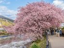【周辺観光】河津桜