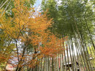 【周辺観光】竹林の小径秋景色