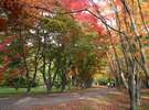 紅葉時期の見晴公園