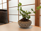 #4畳半和室 お部屋の中にも植物を配置し、心落ち着くひとときを演出します。