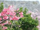 【桜祭り】当館から車で約11分