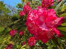 福知山ろく『花公園』♪〜きれいなお花〜