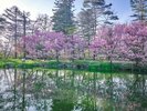 【ホテルエリア】春には桜の花見スポットがたくさん!
