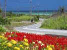 【宮古島の風景】道脇のお花たちも咲き誇っています