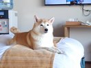 わんちゃんと添い寝もできます♪