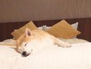 全室わんちゃんと添い寝できます♪