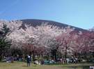 大室山さくらの里。多種類の桜が植えられ、見頃が長く続きます。