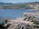 一碧湖の桜。湖畔の遊歩道を歩けば深い緑に包まれます。ホテルから車で15分。