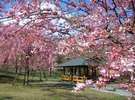 大室山さくらの里。40種3,000本の桜が植栽されている公園です。ホテルから車で20分ほどです。