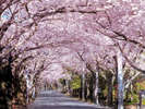 伊豆高原の新名所!【桜のトンネル】桜並木。3月中旬から伊豆高原桜まつり開催♪