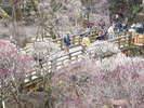 熱海梅園梅まつり 毎年1月中旬〜3月中旬 車で30分