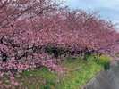 2019年河津町の河津桜