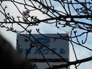 2023年 桜