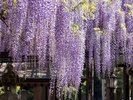 周辺観光/【八女黒木の大藤】千年の歴史を幻想的な藤の花が咲き誇る春の名所/提供:福岡市