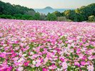 周辺観光/【能古島】福岡市内から船で約10分、四季の花が楽しめる自然豊かな癒しの島/提供:福岡市