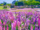 周辺観光/【海の中道海浜公園】季節の花と動物に癒される広大な自然いっぱいの国営公園/提供:福岡市