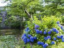 周辺観光/【舞鶴公園(夏)】花カレンダーチェック!6月中旬からアジサイやハスが見頃/提供:福岡市
