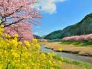 みなみの桜と菜の花まつり