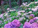 下田公園のあじさい