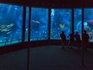 海の中に潜っているような錯覚になっちゃいます