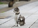 町並み保存地区で出会った、のんびりお座り猫。竹原の穏やかな時間を感じられます。