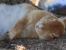 すやすや眠るウサギちゃん。