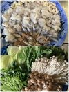 ���苙�`���g����̓�