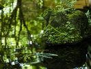 新緑の季節の小川