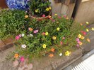 玄関先にはかわいいお花も飾られる