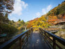曲がり橋 菊水舘の背景には一面の紅葉がご覧いただけます。