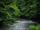 豊沢川と深緑